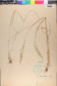 Poa nemoralis image