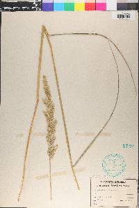 Phalaris caroliniana image