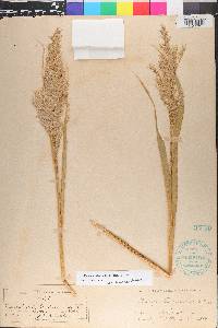 Phragmites karka image