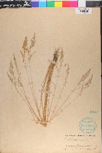 Poa secunda var. secunda image