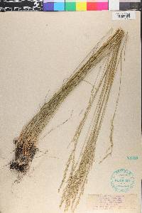 Poa secunda var. secunda image