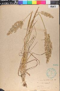 Poa arachnifera image