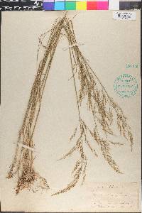 Poa nemoralis image