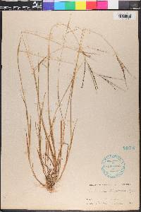 Panicum filiforme image