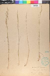 Poa nemoralis image
