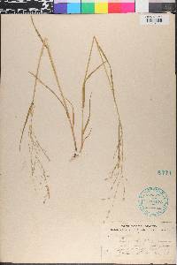 Poa alsodes image