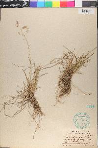 Poa cuspidata image