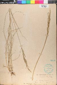 Poa secunda var. juncifolia image