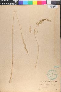 Poa secunda var. secunda image