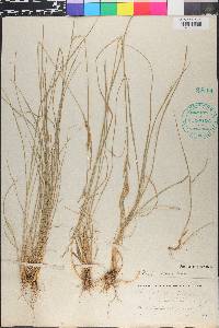 Poa secunda var. juncifolia image