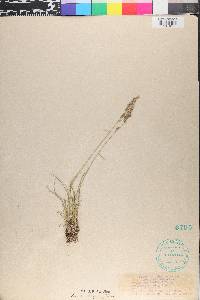 Poa secunda var. secunda image