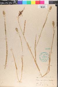 Phleum alpinum image