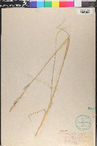 Spartina gracilis image