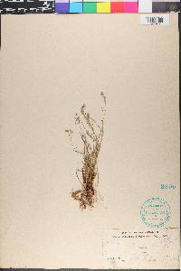 Poa laxa image
