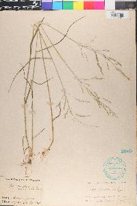 Poa nemoralis image