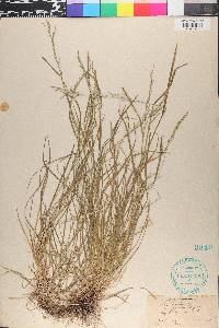 Poa alsodes image