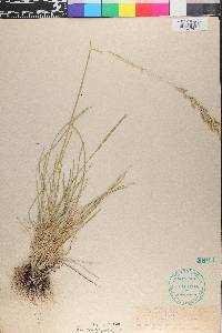 Poa secunda var. secunda image
