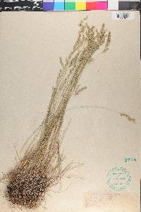 Poa nemoralis image
