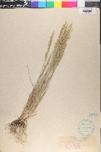 Poa secunda var. secunda image