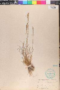 Poa unilateralis image