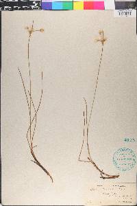Eriophorum tenellum image