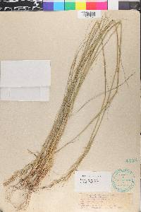 Nassella viridula image