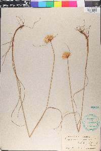 Eriophorum virginicum image