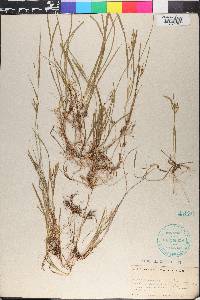 Carex aurea image