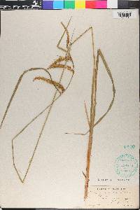 Carex gynandra image