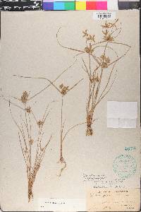 Cyperus flavescens image