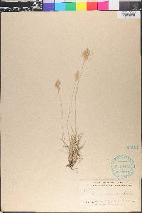 Triodia pilosa image
