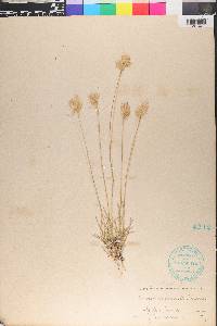 Triodia pilosa image