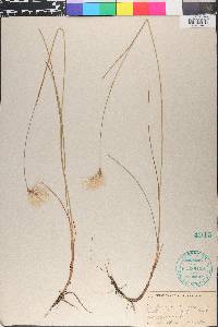 Eriophorum gracile image