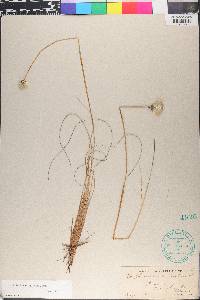Eriophorum spissum image