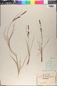 Carex goodenowii image