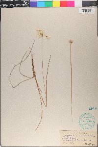 Eriophorum gracile image