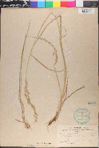 Trisetum melicoides image
