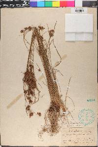 Cyperus houghtonii image