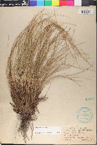 Carex exilis image