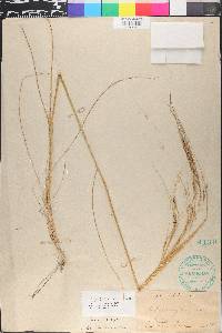Nassella pulchra image