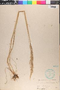 Trisetum montanum image