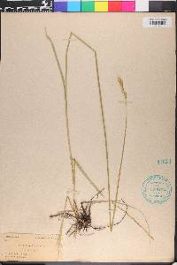 Carex bicknellii image