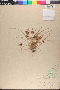 Cyperus diandrus image