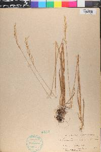 Trisetum canescens image