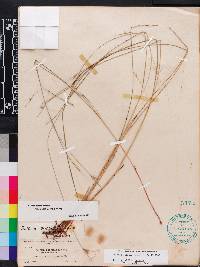 Scleria ciliata image