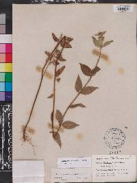 Pycnanthemum floridanum image