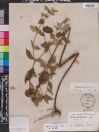 Pycnanthemum floridanum image