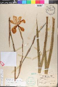 Dietes grandiflora image