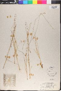 Carex brunnescens subsp. sphaerostachya image