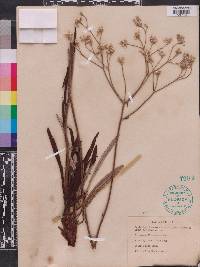 Eriogonum floridanum image